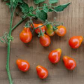 Tomato Seeds Floradel Heirloom Non-GMO Vegetable Large Round Fruits Disease Resistant Garden Staple