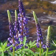 500mg Lupine Riverbank Seeds - Perennial Pollinator Flower for Wildflower Gardens - Lupinus rivularis