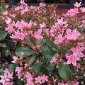 Indian Hawthorne Pink Dancer Cuttings - 6" Live Flowering Shrubs, Evergreen, Fast-Growing, USDA Zones 7-11, Rhaphiolepis indica