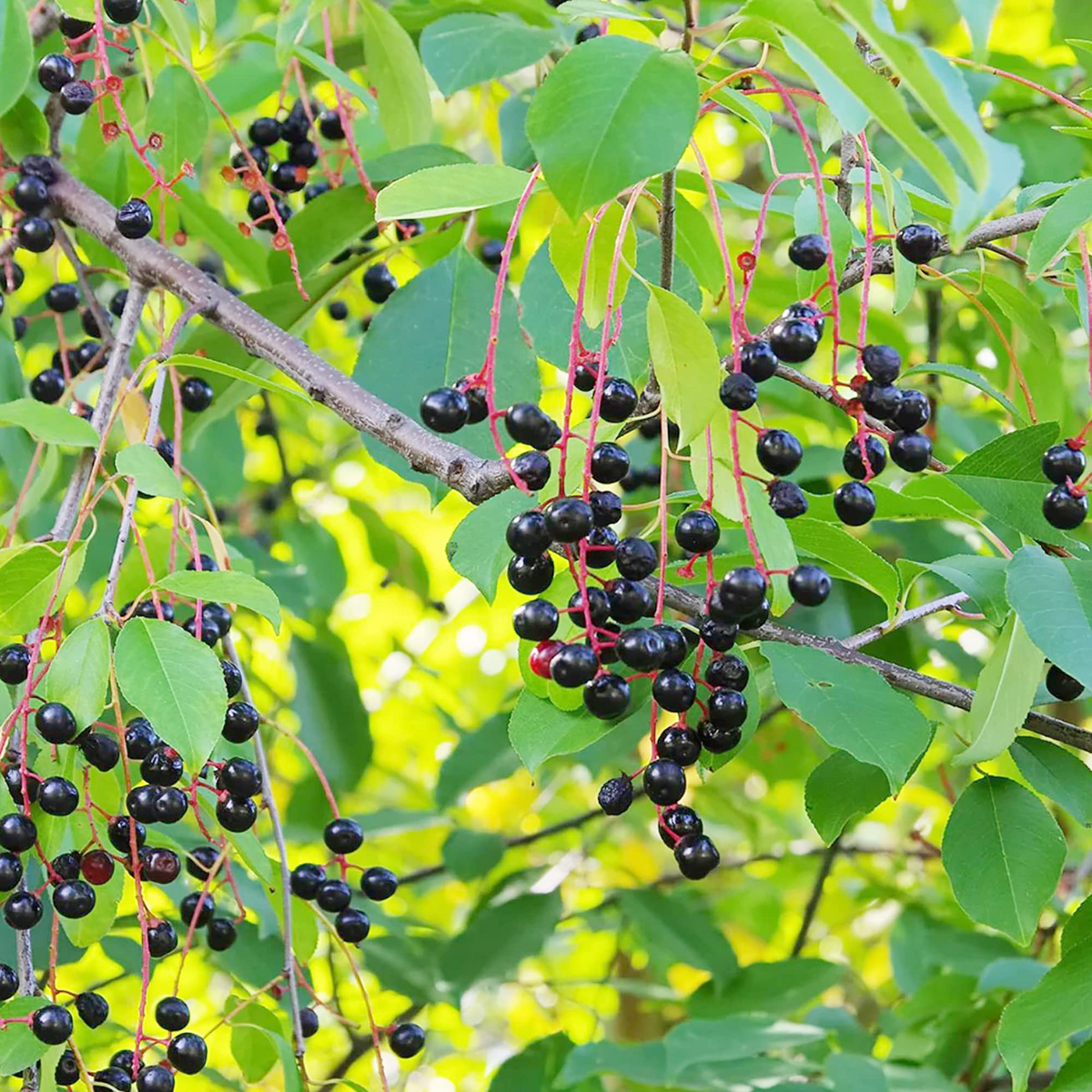 Black Cherry Tree Seeds (Prunus serotina) - 20 High Yield, Edible Fruit, Hardy, Self-Pollinating for Garden, Jam, Jellies, Fresh Eating