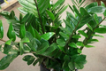 Zamioculcas zamiifolia ZZ Chameleon Live Plant 7" Indoor Houseplant in 4" Pot - Low-Light, Air-Purifying