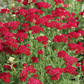 Red Yarrow Seeds - Achillea Millefolium - Vibrant Perennial Pollinator Plant for Gardens and Borders