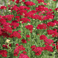 Red Yarrow Seeds - Achillea Millefolium - Vibrant Perennial Pollinator Plant for Gardens and Borders
