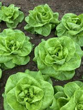 500 Seeds Bibb Lettuce Lactuca sativa Butterhead for Salads and Wraps, Crisp and Tender Leafy Vegetable