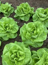 500 Seeds Bibb Lettuce Lactuca sativa Butterhead for Salads and Wraps, Crisp and Tender Leafy Vegetable