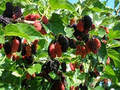 10 Unrooted Pakistan Mulberry Tree Cuttings | Black & Red Sweet Fruits | Grafting & Rooting Scions | Morus spp.