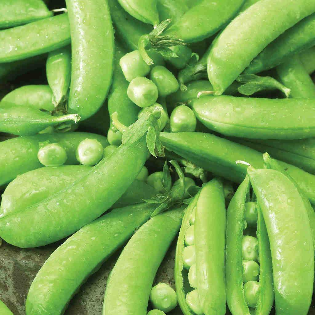 30 Seeds Edible Pod Sugar Snap Peas - Heirloom Pisum sativum for Gardening, Planting & Fresh Harvest