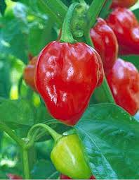 25 Caribbean Red Habanero Pepper Seeds – Capsicum chinense, Extra Hot, Fruity Flavor, High-Yielding, Spicy Hot Sauce & Salsa