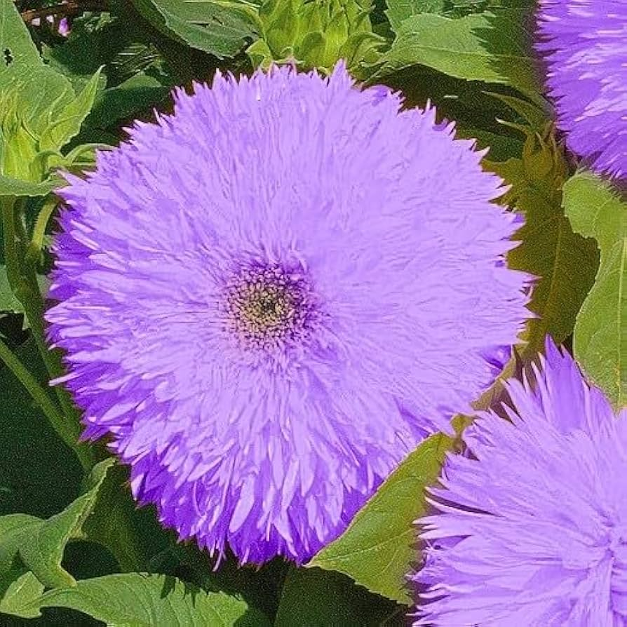 50pcs Purple Giant Teddy Bear Sunflower Seeds | Fluffy Double Blooms | Helianthus annuus | Pollinator & Cut Flower Garden
