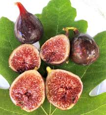 Dark Portuguese Fig Cutting – 6+ Inch Unrooted Live Ficus Carica 'Dark Portuguese' for Propagation & Grafting