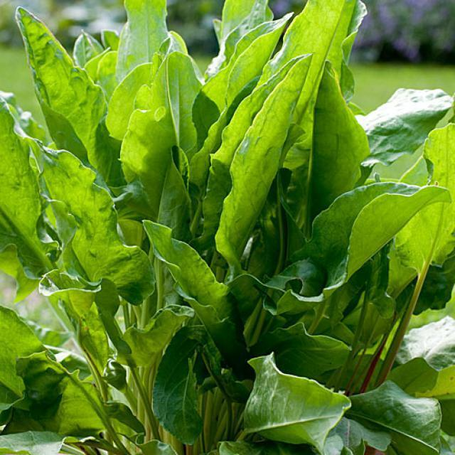Large Leaf Sorrel Seeds (Rumex acetosa) – Perennial Herb for Fresh Greens, Culinary & Medicinal Use, 400 Seeds
