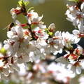 Nanking Cherry Seeds – Prunus tomentosa – Hardy Flowering Shrub with Pink Blossoms for Hedges & Landscapes, 10 Seeds
