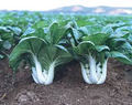 Dwarf Pak Choi Seeds – Baby Bok Choy, Heirloom, Tender & Crisp, Fast Growing, Cold Hardy, Garden & Container Planting