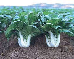 Dwarf Pak Choi Seeds – Baby Bok Choy, Heirloom, Tender & Crisp, Fast Growing, Cold Hardy, Garden & Container Planting
