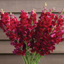 Costa Velvet I–II Snapdragon Seeds 1000+ Deep Velvet Red Blooms Antirrhinum majus for Garden & Cut Flowers