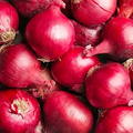 Red Onion Seeds – Allium cepa ‘Red Grano’ Heirloom, 250 mg for Planting & Gardening