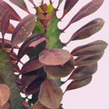 African Milk Tree Succulent Cutting 4–8" Red Euphorbia trigona Indoor Outdoor Plant
