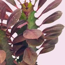 African Milk Tree Succulent Cutting 4–8" Red Euphorbia trigona Indoor Outdoor Plant