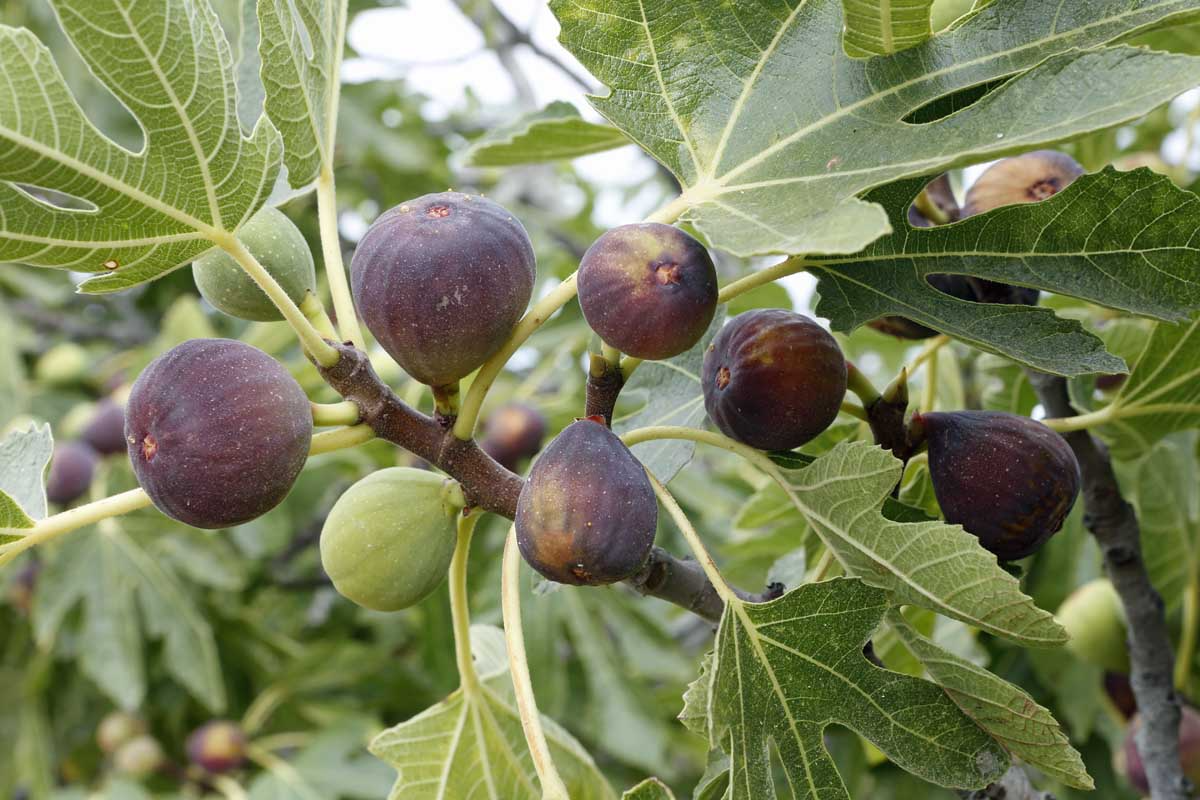 Olympian Fig Seeds – 100+ Heirloom Ficus carica Cold-Hardy Purple Figs for Garden & Container Growing