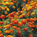 500mg French Marigold Seeds - Sparky Mixture with Orange & Red Bicolor Blooms, Tagetes patula, Compact Annual for Borders & Containers