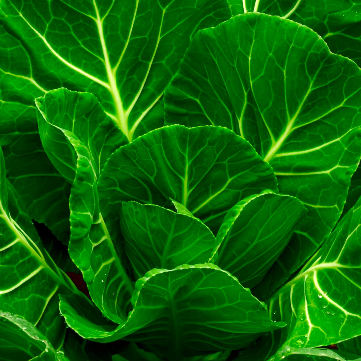 Collards Champion Seeds 1g Heirloom Variety Cold Hardy High Yield for Garden & Container Brassica oleracea
