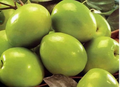 Taiwan Green Jujube Graft Cuttings – 4 Unrooted 10" Long, Juicy Sweet Fruit 19 Brix, Jujube Tree Propagation, Ziziphus jujuba