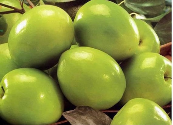 Taiwan Green Jujube Graft Cuttings – 4 Unrooted 10" Long, Juicy Sweet Fruit 19 Brix, Jujube Tree Propagation, Ziziphus jujuba