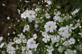 Baby's Breath Seeds, Covent Garden White, Gypsophila elegans, Annual White Blooms for Gardens & Bouquets