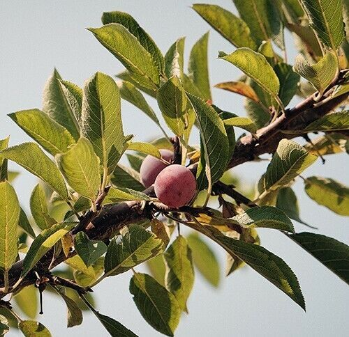 Japanese Ume Plum Cuttings – Prunus mume, Winter Blooming Tree with Edible Fruits, Umeboshi & Umeshu, Pink Flowers, Cold-Hardy