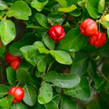 Acerola Barbados Cherry Plant - Vitamin C-Rich Fruit, Evergreen Shrub, Malpighia emarginata, USDA Zones 9-12
