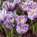 Crocus Mix Bulbs – Purple, Blue, White Striped – Cold Hardy Perennial Flower Bulbs for Garden, Borders, Containers