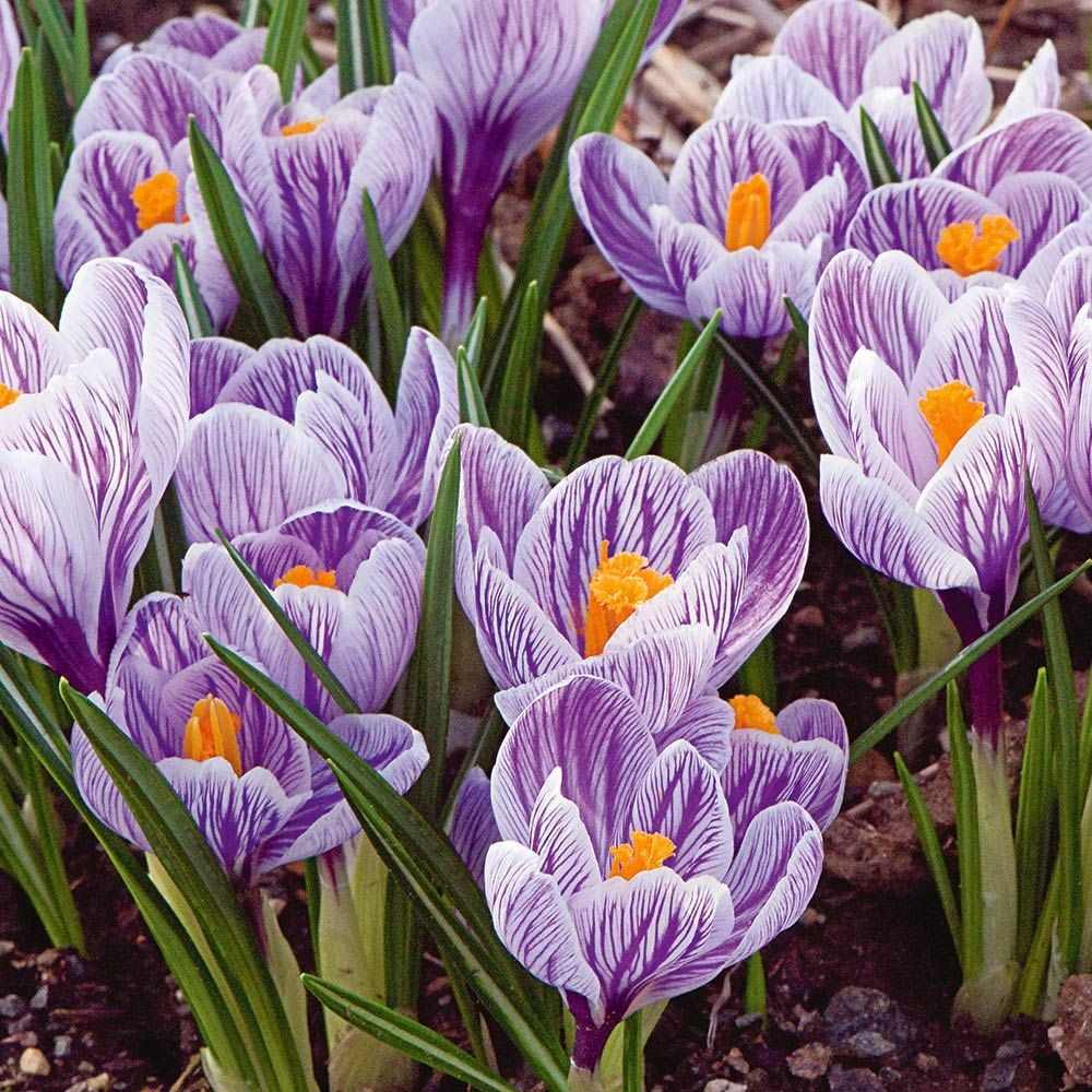 Crocus Mix Bulbs – Purple, Blue, White Striped – Cold Hardy Perennial Flower Bulbs for Garden, Borders, Containers
