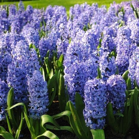 Hyacinth Bulbs 6" Delft Blue Fragrant Perennial Flowers Hyacinthus orientalis ‘Delft Blue’