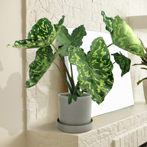 Alocasia Hilo Beauty Starter Plant 1'-2' | Tropical Indoor/Outdoor Houseplant | Low-Maintenance Humid Environment Plant