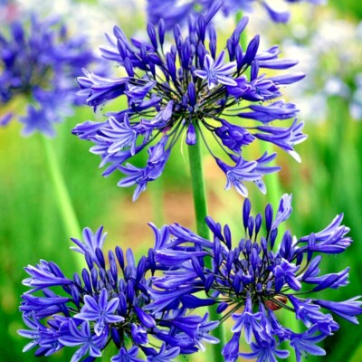 Dwarf Blue Lily of the Nile Seeds – Agapanthus ‘Peter Pan’ Perennial Flower, Zone 8-11, Blue Blooms, Container & Border Plant
