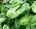 Syngonium Podophyllum Cuttings - White Butterfly Arrowhead Vine - Indoor Houseplant, Trailing, Easy Care, 5 Inches+ Tall