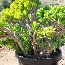 Crassula Ovata ‘Green Jade’ Bare Root Plant – 4-6 Inches, Money Tree, Succulent, Drought-Tolerant, Easy-Care, Bonsai, White Blooms