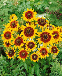 Gloriosa Daisy Seeds | Bi-Colored Yellow & Red Blooms | Drought Tolerant Perennial | Rudbeckia hirta | Wildflower & Pollinator Garden Seeds