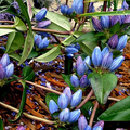 Gentiana Andrewsii Seeds – Native Blue Wildflower for Pollinator Gardens & Meadows – 750 Seeds