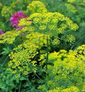 Bouquet Dill Seeds, Anethum graveolens, Aromatic Herb for Culinary & Garden Use, 500 Seeds