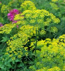Bouquet Dill Seeds, Anethum graveolens, Aromatic Herb for Culinary & Garden Use, 500 Seeds