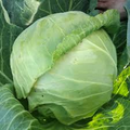Copenhagen Market Cabbage Seeds – Heirloom, Early-Maturing, Compact Brassica oleracea, Sweet, Head-Forming, 500 Seeds