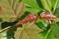 Acer grosseri Snakebark Maple Tree Seeds – Rare Ornamental Shade Tree with Striking Bark, Deciduous, Garden Landscape