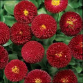 Red Burst English Daisy Seeds – 200+ Vibrant Red Blooms, Low-Growing Perennial Flower for Borders, Containers, Pollinator Gardens, Bellis perennis