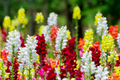 Cinderella Snapdragon Seeds 1000+ | Antirrhinum majus | Pastel Flowers for Garden & Cut Arrangements
