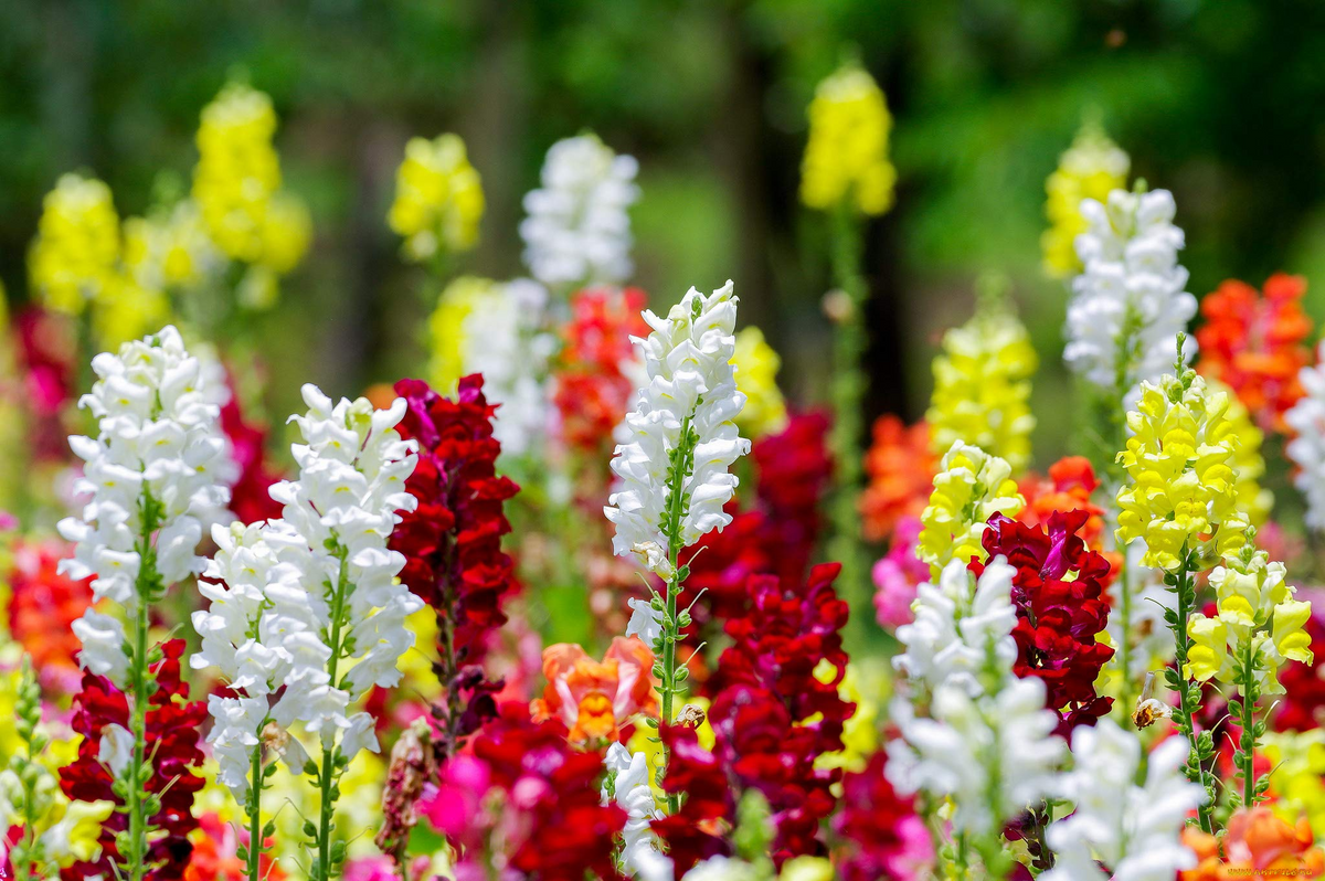 Cinderella Snapdragon Seeds 1000+ | Antirrhinum majus | Pastel Flowers for Garden & Cut Arrangements