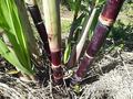 Dark Green and Purple Sugarcane Cuttings - 2" Rooted Live Plant, Sweet & Juicy Saccharum officinarum, Fast Growing Starter Plant