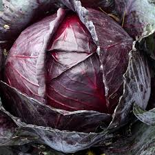 Red Acre Cabbage Seeds - Non-GMO Heirloom Reddish-Purple Heads, Brassica oleracea, Gourmet, Container Friendly