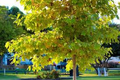 American Sycamore Tree Starter Plant - Live Bare Root, Fast-Growing Shade Tree for Zones 3-9, 2-3 Feet Tall