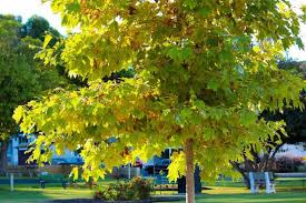 American Sycamore Tree Starter Plant - Live Bare Root, Fast-Growing Shade Tree for Zones 3-9, 2-3 Feet Tall
